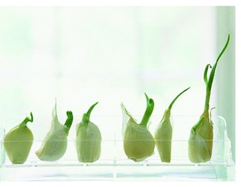 发芽大蒜竟有意想不到的神奇功效