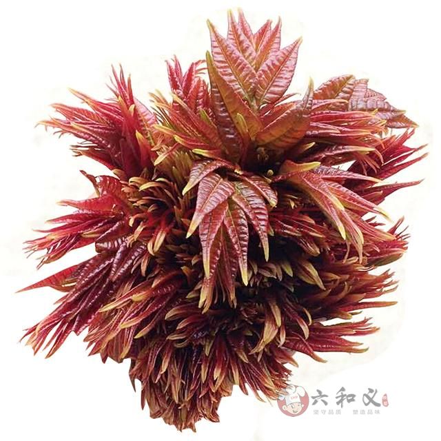 又到吃香椿的季节，馋的流口水啦，大家开吃了吗?