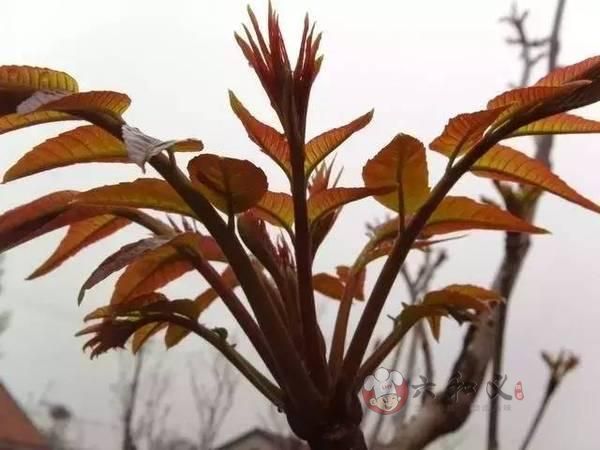 摩登7快餐 摩登7快餐配送
