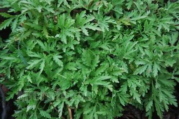 野菜不是绿色蔬菜