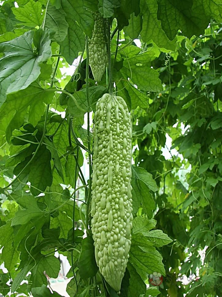 苦瓜怎样做才不苦？90%的人都不知道！