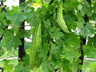 苦瓜的营养价值