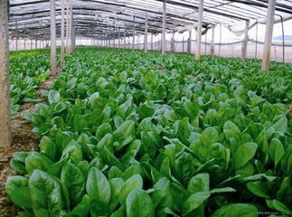菠菜的营养价值