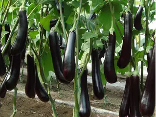 摩登7快餐 摩登7快餐配送