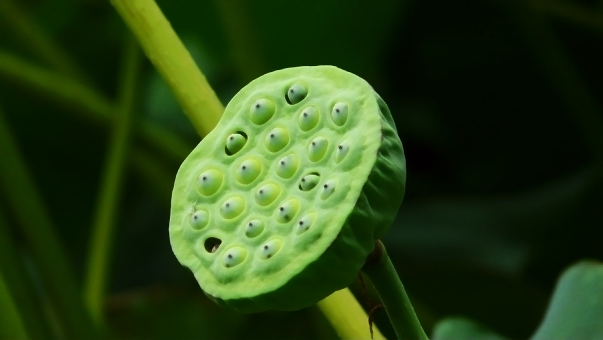 新鲜莲子全身是宝，再不吃就过季了！