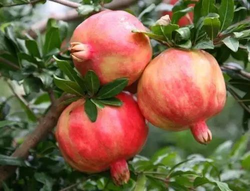 秋天吃石榴好多多