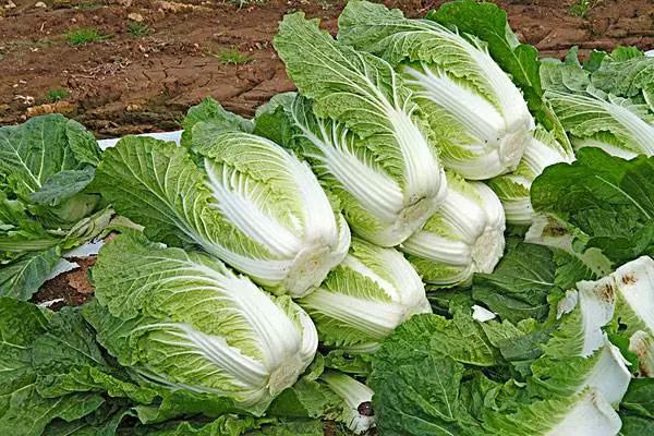 摩登7大厨推荐白菜家常做法，简简单单学起来！