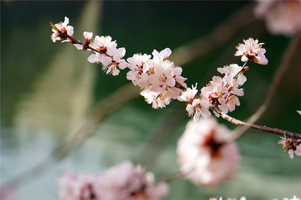 摩登7|“春分”十里不如…… 