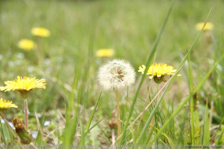 春日食鲜嫩的野菜---蒲公英饺子