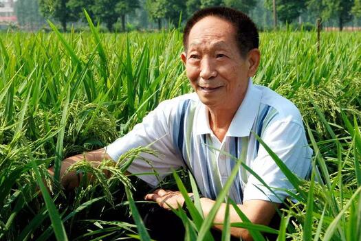 今天！为袁老先生的稻香点赞！