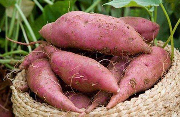 红薯的多种家常做法，又简单又好吃