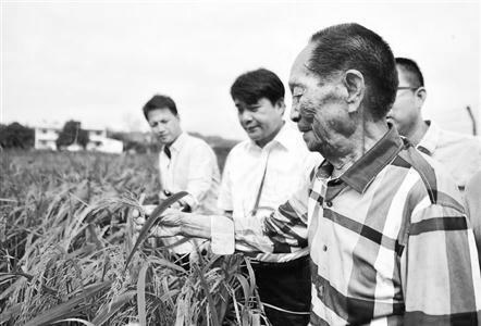 沉痛悼念“稻田守望者”袁隆平先生，致敬袁老，精神永在