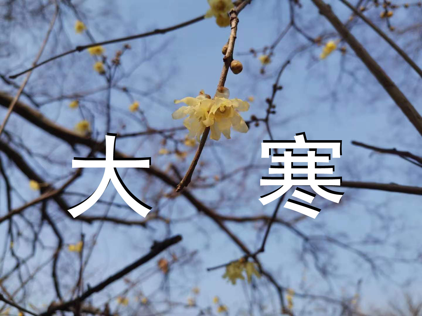 今日大寒，请善待自己每日三餐